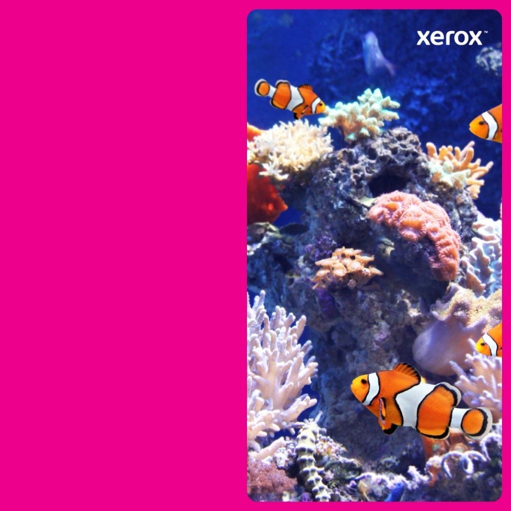 TONER MAGENTA P/C7120/C7125/C7130 18,500 PAGINAS 